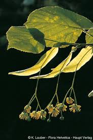 Attēlu rezultāti vaicājumam “Tilia platyphyllos subsp. cordifolia”