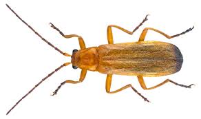 Attēlu rezultāti vaicājumam “Rhagonycha fulva”