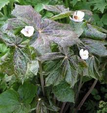 Attēlu rezultāti vaicājumam “Podophyllum hexandrum”
