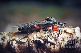 Attēlu rezultāti vaicājumam “Bibionidae female”