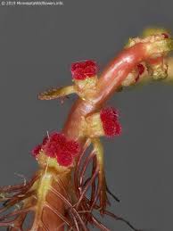 Attēlu rezultāti vaicājumam “Myriophyllum alterniflorum”