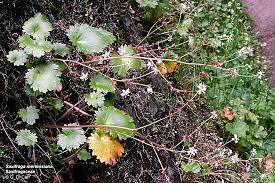 Attēlu rezultāti vaicājumam “Saxifragaceae”