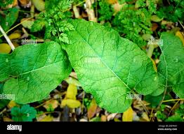 Attēlu rezultāti vaicājumam “Arctium lappa leaf”
