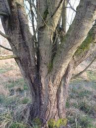 Attēlu rezultāti vaicājumam “Salix daphnoides subsp. acutifolia bud”