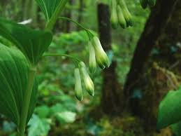 Attēlu rezultāti vaicājumam “Polygonatum multiflorum  flower”