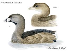 Image result for Podilymbus podiceps