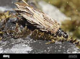 Attēlu rezultāti vaicājumam “Psyche casta larva”