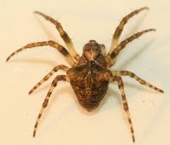 Attēlu rezultāti vaicājumam “Gibbaranea gibbosa”