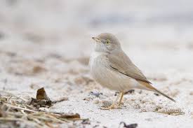 Image result for Sylvia nana