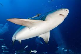 Image result for Carcharhinus leucas
