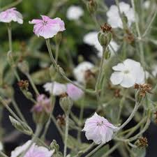 Image result for Lychnis coronaria alba