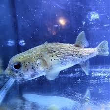 Image result for Diodon hystrix