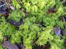 Attēlu rezultāti vaicājumam “Thuidium tamariscinum”