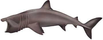 Image result for Cetorhinus maximus