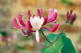 Attēlu rezultāti vaicājumam “Lonicera caerulea var. pallasii flower”
