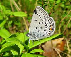 Attēlu rezultāti vaicājumam “Vacciniina optilete male”