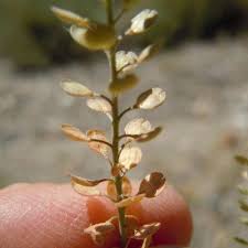 Attēlu rezultāti vaicājumam “Lepidium densiflorum bud”