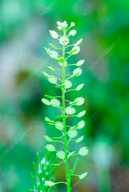 Attēlu rezultāti vaicājumam “Thlaspi arvense”