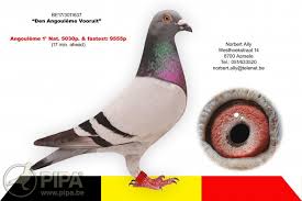 Image result for Abbeyton & Broomfield Racing Pigeons