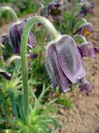 Attēlu rezultāti vaicājumam “Pulsatilla pratensis flower”