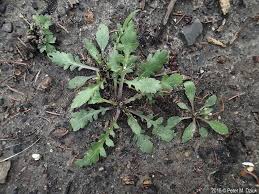 Attēlu rezultāti vaicājumam “Lepidium densiflorum flower”