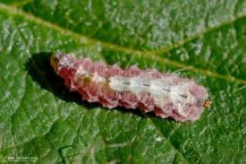 Attēlu rezultāti vaicājumam “Syrphus sp. larva”