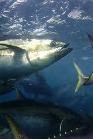 Image result for Thunnus maccoyii