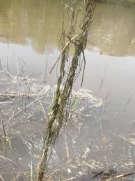 Attēlu rezultāti vaicājumam “Potamogeton rutilus”