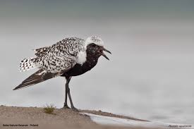 Attēlu rezultāti vaicājumam “Pluvialis squatarola”