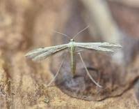 Attēlu rezultāti vaicājumam “Adaina microdactyla”