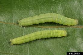 Attēlu rezultāti vaicājumam “Nycteola sp.”