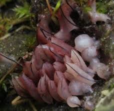 Attēlu rezultāti vaicājumam “Stemonitis fusca spores”