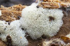 Attēlu rezultāti vaicājumam “Ceratiomyxa porioides spores”