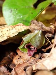Attēlu rezultāti vaicājumam “Asarum europaeum leaf”