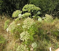 Attēlu rezultāti vaicājumam “Libanotis montana”