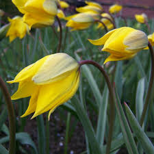 Attēlu rezultāti vaicājumam “Tulipa sylvestris”