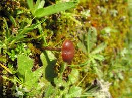Attēlu rezultāti vaicājumam “Psilocybe sp.”