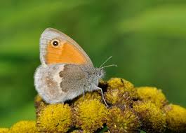 Attēlu rezultāti vaicājumam “Coenonympha pamphilus”
