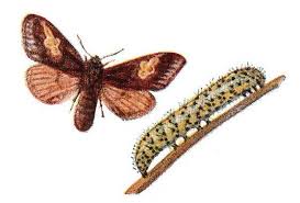 Attēlu rezultāti vaicājumam “Diloba caeruleocephala”