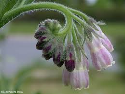 Image result for Symphytum officinale