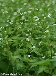 Attēlu rezultāti vaicājumam “Stellaria nemorum flower”