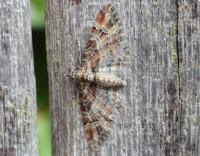 Attēlu rezultāti vaicājumam “Gymnoscelis rufifasciata”