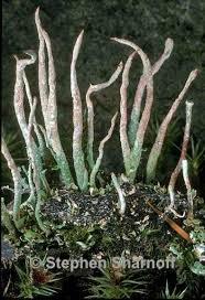Attēlu rezultāti vaicājumam “Cladonia ochrochlora”