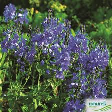 Image result for Veronica teucrium