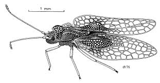 Attēlu rezultāti vaicājumam “Acalypta carinata”