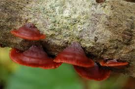 Attēlu rezultāti vaicājumam “Cytidia salicina”