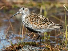 Attēlu rezultāti vaicājumam “Calidris alpina adult”