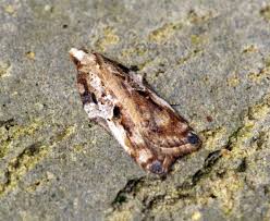 Attēlu rezultāti vaicājumam “Acleris cristana”