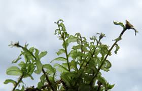 Attēlu rezultāti vaicājumam “Plagiomnium elatum”