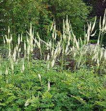 Image result for Silberkerze